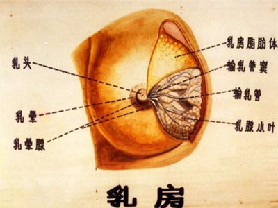 如何预防乳房小叶增生的出现