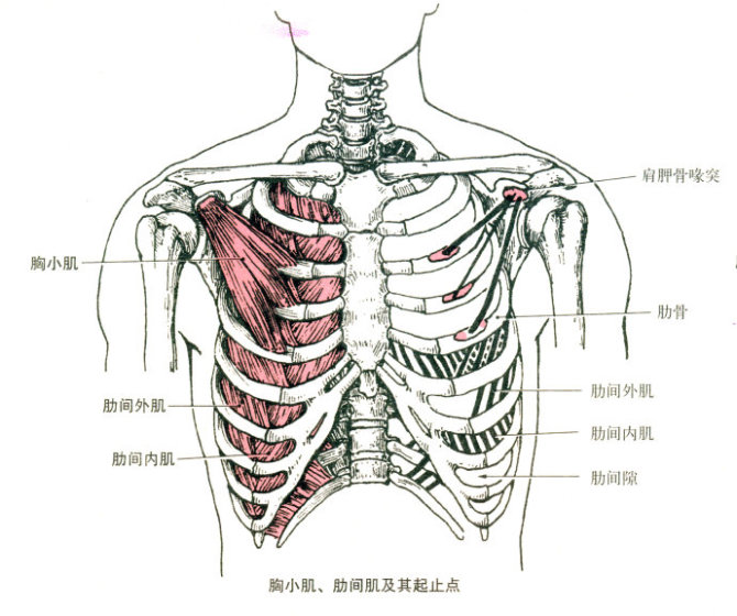 肋骨疼