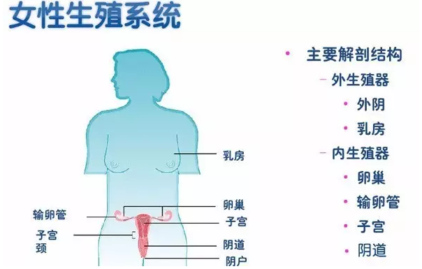 女性生殖保养有多重要__寻医问药_xywy.com