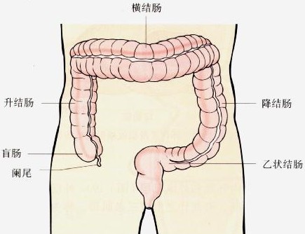 慢性结肠炎的食疗方法与饮食知识