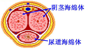 男性静脉漏阳痿有哪些症状?