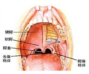 2.咽喉异物感,咳之不出,咽之不下:与炎症刺激,或淋巴滤泡增生