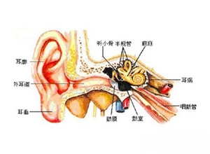 耳部恶性肿瘤