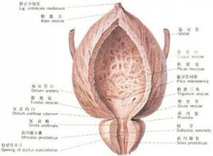 膀胱�Y核