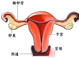 妈富隆与米非司酮对围绝经期妇女功能失调性子宫出血的影响
