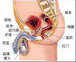 睾丸癌图_疾病图片