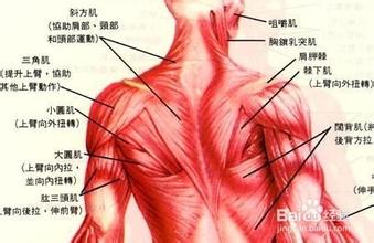 肩周炎疼痛位置示意图_寻医问药搜索