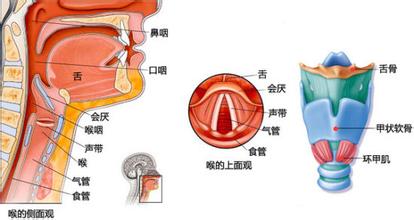 喉部解剖图_疾病图片