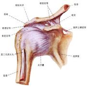 肱二头肌长头肌腱炎