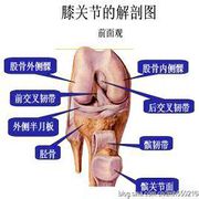 膝关节