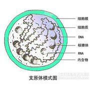 支原体感染