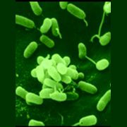 绿脓杆菌