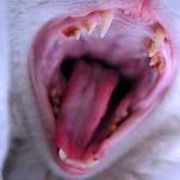 猫白血病