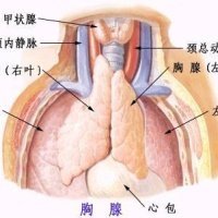胸腺