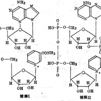 乳酸脱氢酶