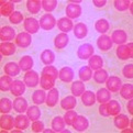 网织红细胞