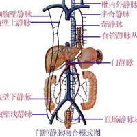 肝门静脉