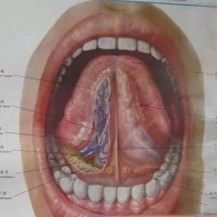 舌脉