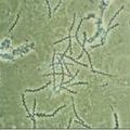 螺旋菌