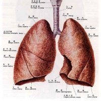 肺叶