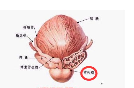 前列腺炎需要禁欲吗?