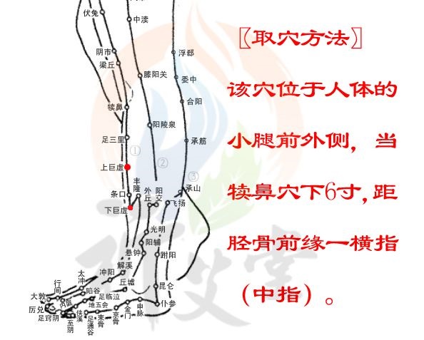 上下巨虚穴——排泄与吸收的专家