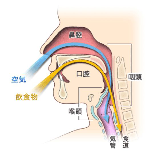 一,正常的吞咽过程分四个时期