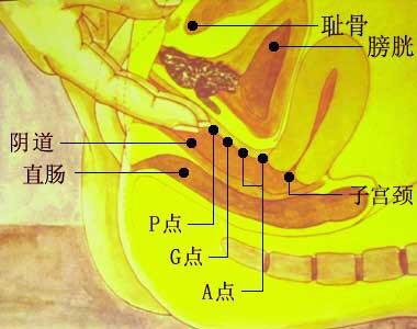 【大小结构】  g点是阴道壁前部一个非常精细的液囊组织