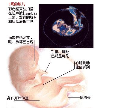 怀孕两个月胎儿有多大？-健康之路健康知识