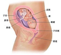 怀孕6个月男女肚子图-健康之路健康知识