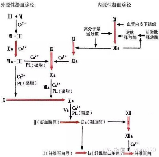 作为外源性凝血系统的过筛试验,也是临床口服抗凝治疗剂量控制的重要