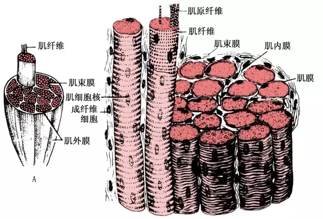 运动虽好 不可超量:横纹肌溶解综合征