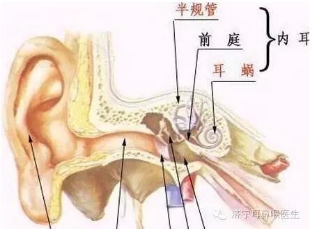 下面我们从解剖学上讲一下耳石症发生的部位.