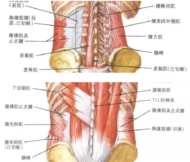 浅层最厚,位于背阔肌和骶棘肌之间形成一坚韧的被膜.
