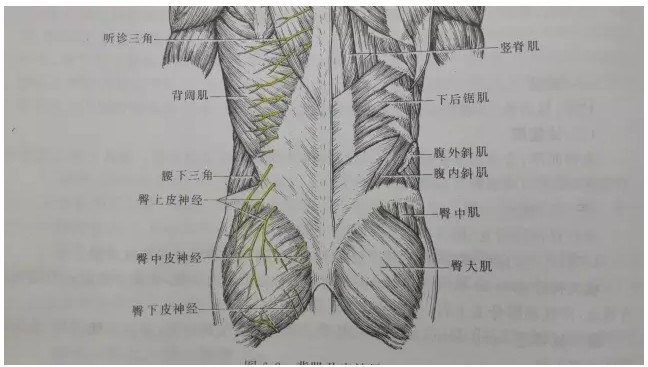 腰椎的基本解剖椎间孔镜系列专题(二)