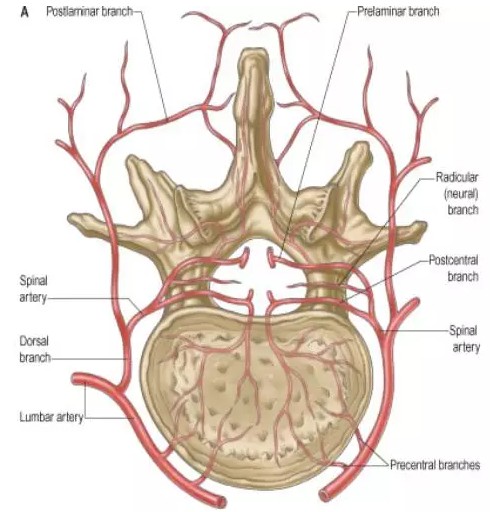 腰椎间孔的解剖——椎间孔镜系列专题(三)