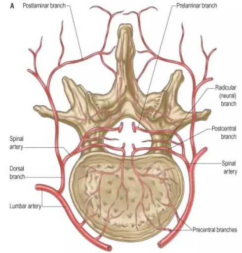 腰动脉自腹主动脉后壁发出后,沿腰椎椎体中央向后走行,在椎间孔前外侧