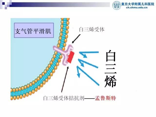 白三烯受体拮抗剂-李玉琴