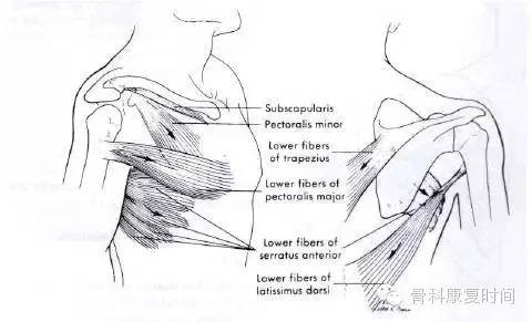 医学进展 骨科 > 骨科时间:肩关节核心知识点     阶段三:胸锁关节