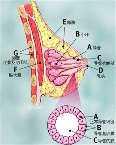 乳腺良性腫瘤和惡性腫瘤的區別