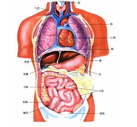 胃的蠕动示意图图片