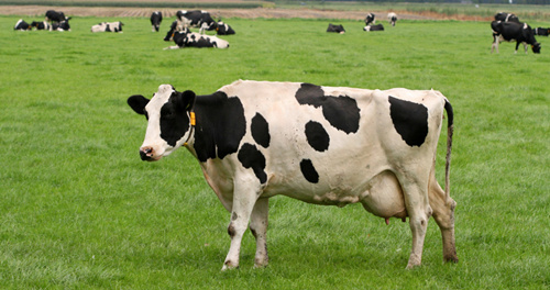 挪威奶牛图片