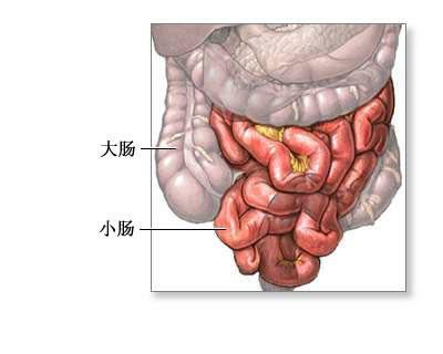 小肠由十二指肠,空肠和回肠组成,吸收食物中大部分的脂类和营养成份