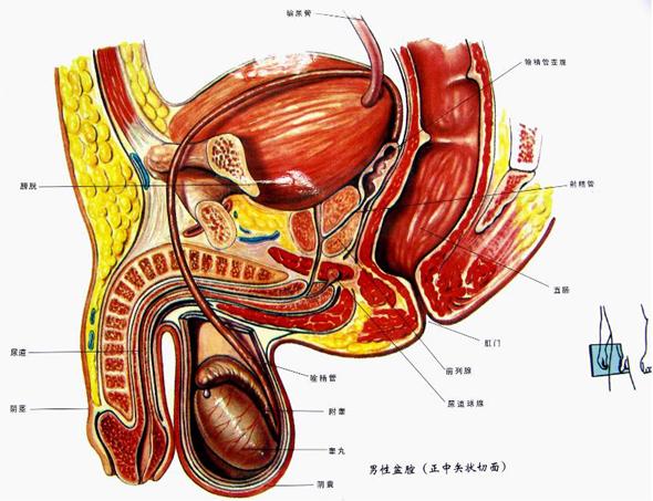 前列腺解剖位置图册
