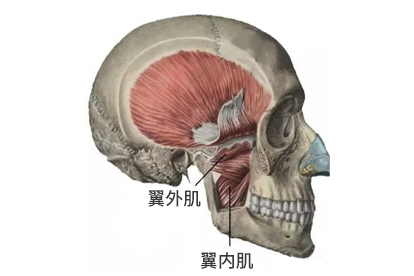 翼内肌是咀嚼肌之一,属于闭口肌,起自翼突窝,向下外方止于翼肌粗隆
