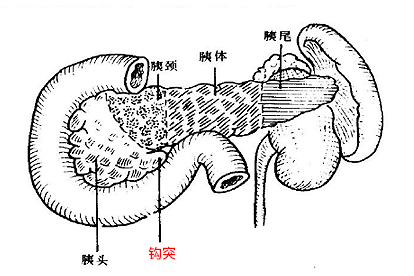 胰腺钩突与胰头解剖图图片