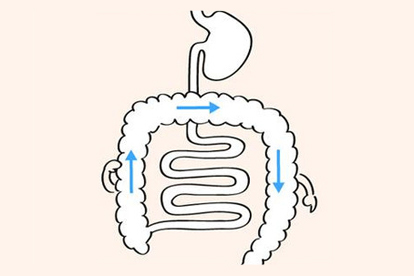 肠道蠕动方向图片