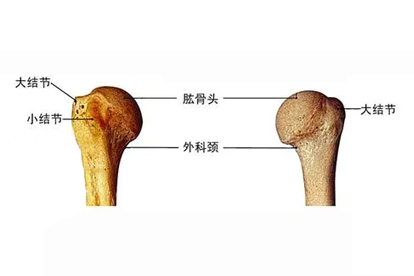 肱骨骨骺解剖图