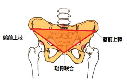 耻骨联合位置图片