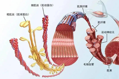 肌原纤维模式图图片